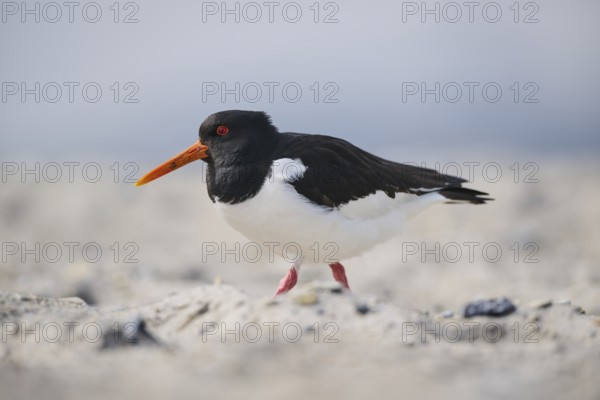 Eurasian oystercatcher (Haematopus ostralegus) on the beach, Düne, Helgoland, Schleswig-Holstein, Germany