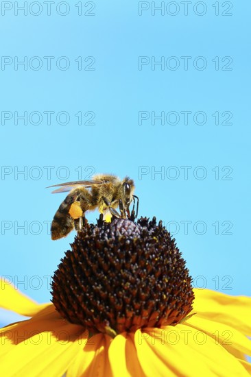 European honey bee (Apis mellifera), collecting nectar from a yellow coneflower (Echinacea paradoxa), in front of a blue sky, close-up, macro photograph, Wilnsdorf, North Rhine-Westphalia, Germany