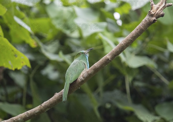 Bluebearded Bee Eater (Nyctyornis athertoni), Kaeng Krachan National Park, Thailand