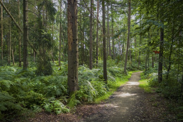 Wendelmannweg, forest path, walk cycle tour, cycle path, forest, nature, forest, nobody, Bad Bentheim, Germany