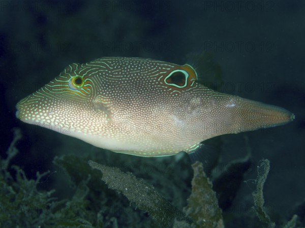 A pufferfish with a unique pattern, Eyespot Pufferfish (Canthigaster solandri), swimming in a dark underwater environment, dive site House Reef, Penyapangan, Bali, Indonesia