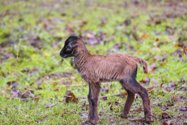 A Cameroon or Cameroon Dwarf sheep lamb, Ovis gmelini aries, standing in a forest