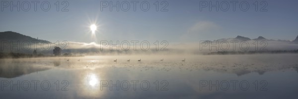Swans (cygnus olor) at sunrise on Lake Hopfensee near Füssen, with the Tegelberg massif and the Säuling behind them, Ostallgäu, Allgäu, Upper Swabia, Swabia, Bavaria, Germany