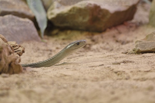 Black mamba (Dendroaspis polylepis), on sandy ground between rocks, captive, venomous snake, occurrence in Africa, Terrazoo, North Rhine-Westphalia, Germany