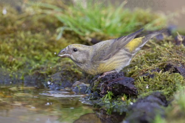 Common crossbill (Loxia curvirostra) adult female bird drinking at a woodland water pool, England, United Kingdom