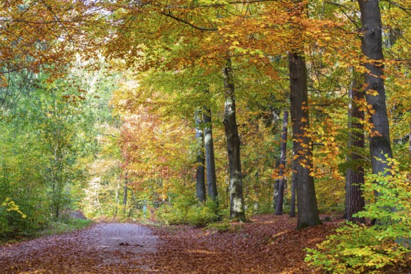 Forest path in the Tharandt Forest in autumn, near Grillenburg, Saxony, Germany