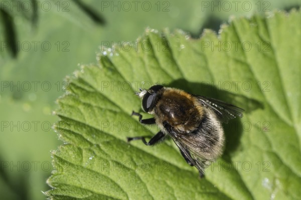 Bumblebee hoverfly (Volucella bombylans), Emsland, Lower Saxony, Germany