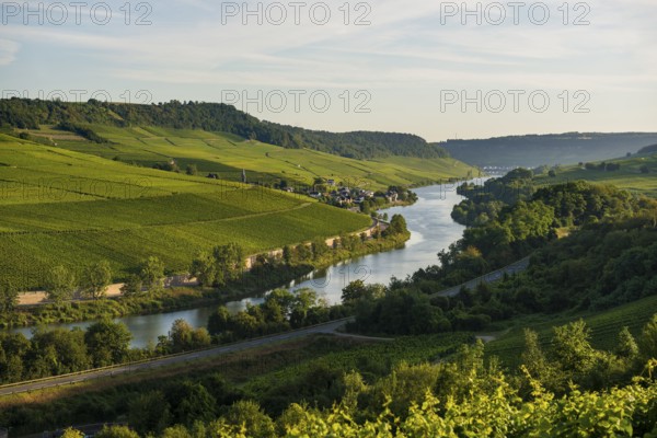 River and vineyards, border to Lichtenstein, Wincheringen, near Trier, Rhineland-Palatinate, Germany