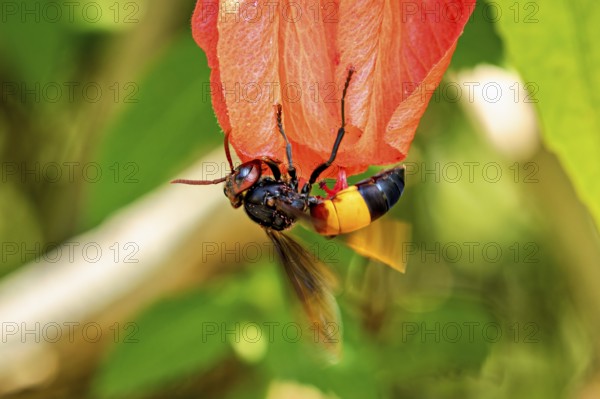 Close-up of a hornet on a red flower with a blurred green background, The Southern Giant Hornet (Vespa soro) on a flower in Vietnam