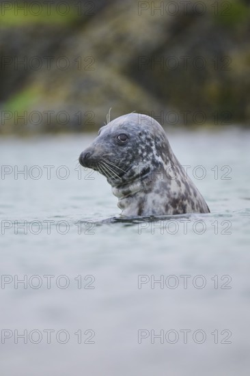 Grey seal (Halichoerus grypus) looking out of the water while swimming in the sea, Düne, Helgoland, Schleswig-Holstein, Germany