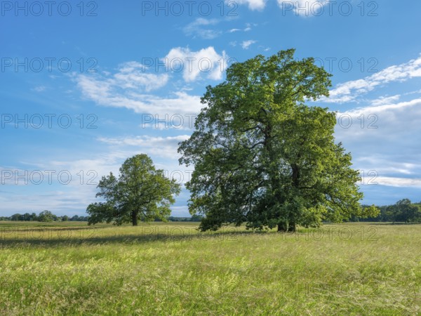 Meadow with solitary oaks in the Elbe floodplains near Dessau, Dessau-Wörlitz Garden Kingdom, Dessau-Roßlau, Saxony-Anhalt, Germany