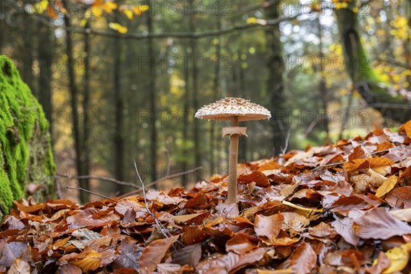 Parasol mushroom (Macrolepiota procera) mushroom in a forest in autumn, Bavaria, Germany