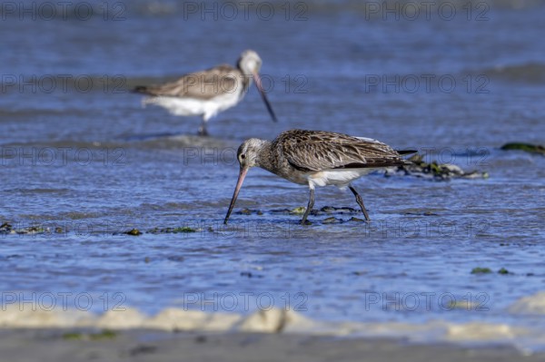 Two bar-tailed godwits (Limosa lapponica) foraging in shallow water on beach along the North Sea coast in spring