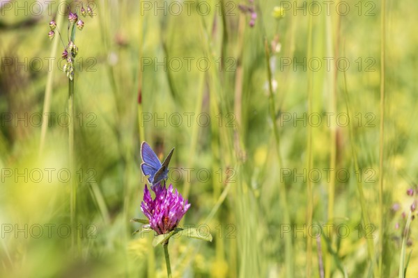 Mazarine blue (Cyaniris semiargus) butterfly foraging for nectar on a Red clover (Trifolium pratense) flower on sunny meadow in the summer