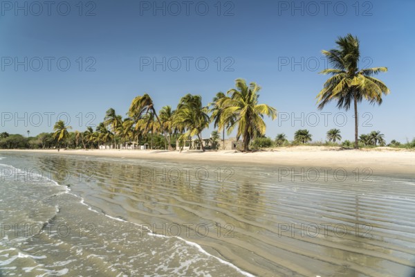 Palm trees on the beach of Sanyang, Gambia, West Africa