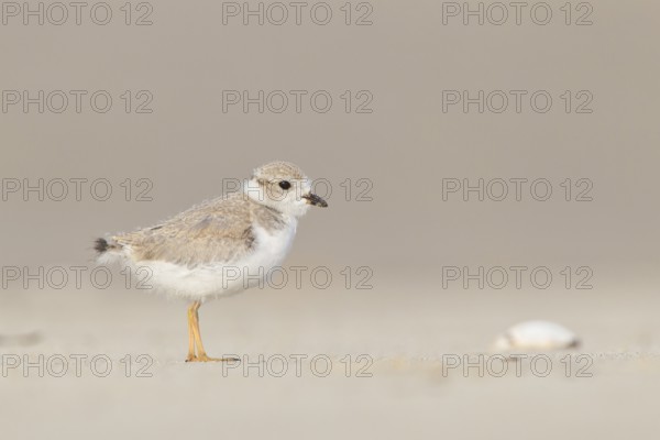 Piping Plover : Sandy Point : Plum Island, MA