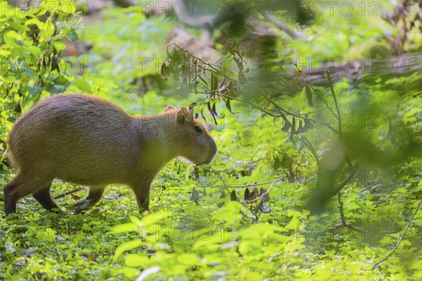 A (greater) capybara (Hydrochoerus hydrochaeris) searches for food in the dense riparian vegetation of a river