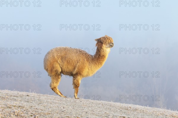 Alpaca (Vicugna pacos), white animal, adult animal, female animal, standing, frost-covered meadow, hilly terrain, forest, fog, winter, snow, minus 15 °C, farm animal, Slovakia