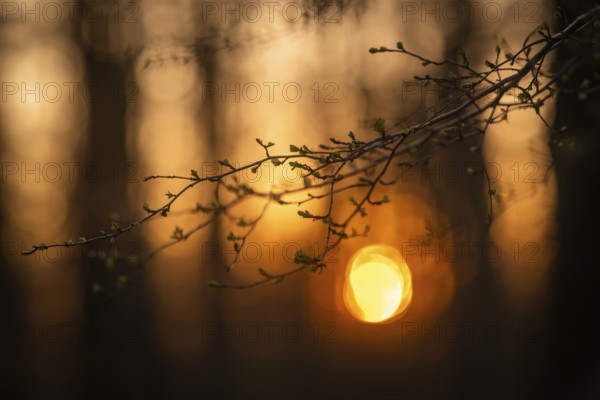 First green on branch in spring, forest, sunset, Stuttgart, Baden-Württemberg