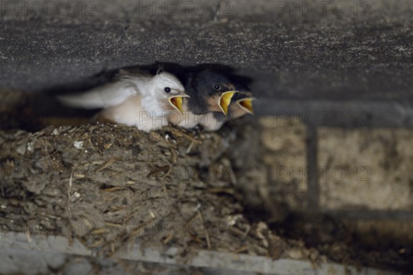 Barn Swallow (Hirundo rustica) chicks in nest begging for food, North Rhine-Westphalia, Germany