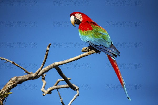 Red-and-green macaw (Ara chloropterus) Buraco das Araras Brazil