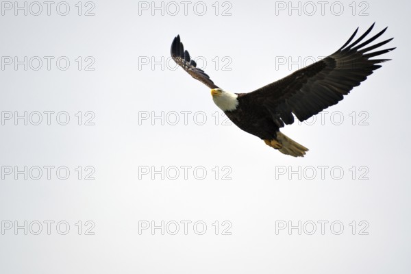 A bald eagle majestically spreads its wings in flight, National Park, Khutzeymateen Grizzly Bear Sanctuary, Prince Rupert, British Columbia, Canada, North America