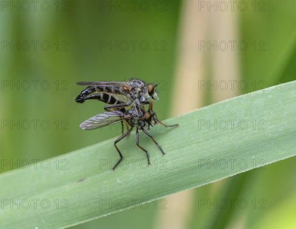 Neoitamus cyanurus, pair of robber flies mating, Mönchbruch, Groß-Gerau, Hesse, Germany