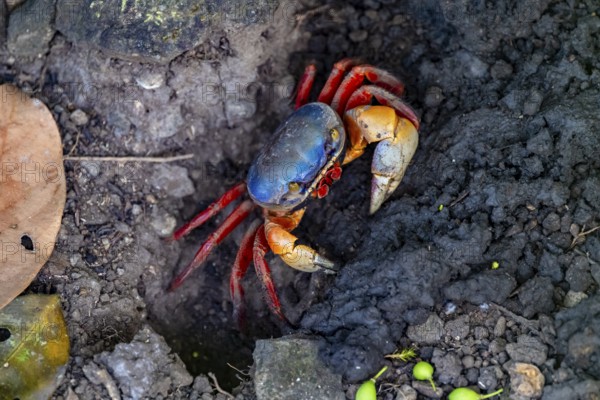 Harlequin crab (Cardisoma armatum), Manuel Antonio National Park, Puntarenas district, Costa Rica
