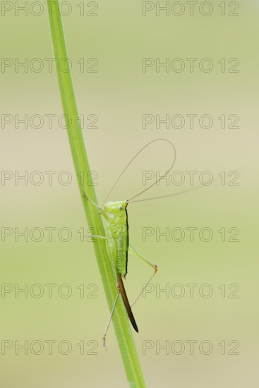 Long-winged conehead (Conocephalus fuscus), female nymph, North Rhine-Westphalia, Germany