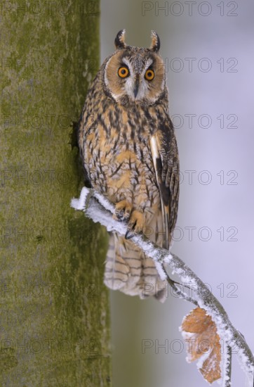 Long-eared owl (Asio otus), sitting on a beech branch covered with hoarfrost in a winter forest, biosphere reserve, Swabian Alb, Baden-Württemberg, Germany