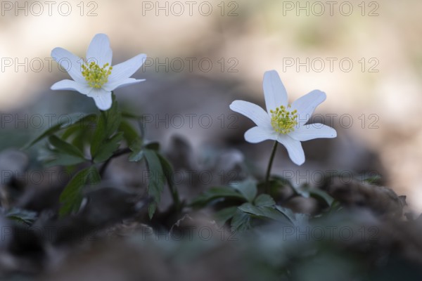 Wood anemone (Anemone nemorosa), Emsland, Lower Saxony, Germany