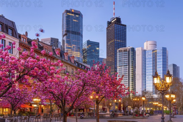 The ornamental cherries on Opernplatz in Frankfurt am Main, near the Alte Oper, are in full bloom in spring, Frankfurt am Main, Hesse, Germany