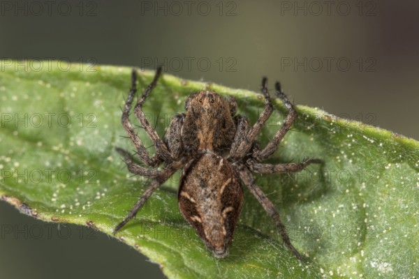 Macro photograph of a lynx spider (Oxyopes ramosus) on a green leaf, clearly showing the texture of the leaf and spider, Baden-Württemberg, Germany