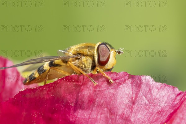 Common hoverfly (Eupeodes corollae) adult insect resting on a garden poppy flower, Suffolk, England, United Kingdom