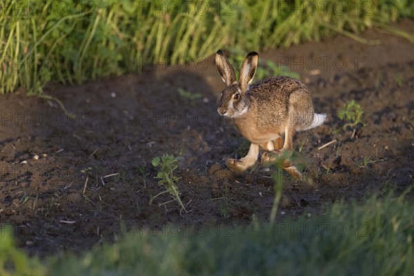 European hare (Lepus europaeus), Neuss, Germany