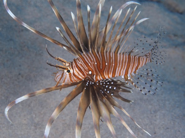 Common lionfish (Pterois volitans)