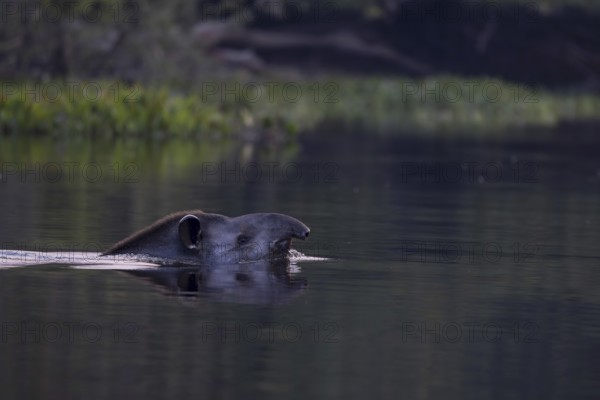 Lowland tapir (Tapirus terrestris), swimming in the river, Rio Claro, Pantanal, Brazil