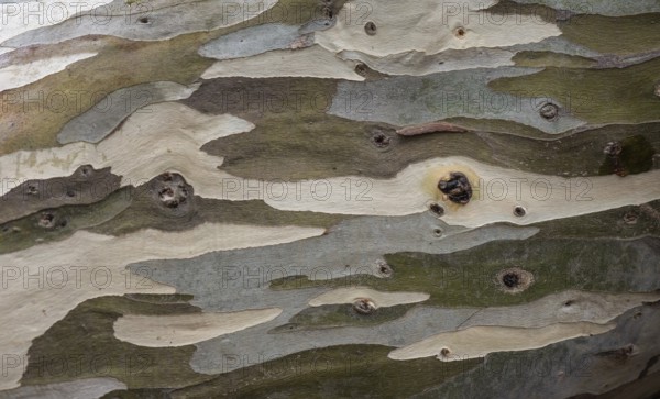 Bark, eucalyptus tree (Eucalyptus), also blue gum tree, Inverewe Gardens, Poolewe, Loch Ewe, Highlands, Highlands, Scotland, Great Britain