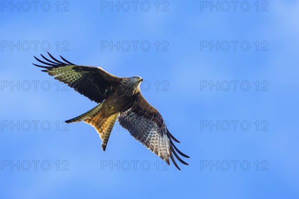 Red Kite, Milvus milvus, bird in flight