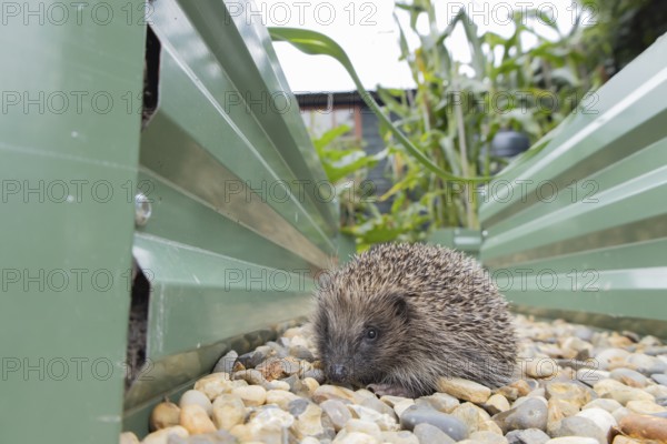 European hedgehog (Erinaceus europaeus) adult animal on an urban garden shingle path between two raised beds, England, United Kingdom