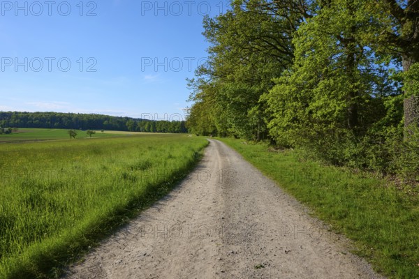 A path leads through a green landscape with trees under a clear blue sky, summer, Gerolzahn, Walldürn, Neckar-Odenwald-Kreis, Baden-Württemberg, Germany
