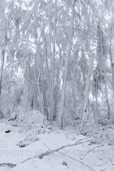 Winter landscape on the summit of the Czorneboh, trees thickly laden with snow and hoarfrost, fallen branches due to snowfall, Lusatian Mountains, Upper Lusatia, Saxony, Germany