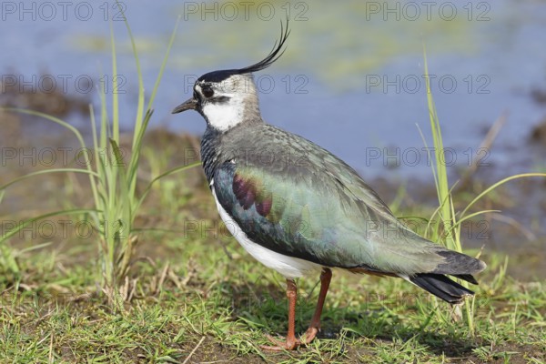 Lapwing (Vanellus vanellus), in splendid plumage, foraging on a moor, wildlife, Lembruch, Ochsen Moor, Dümmer nature park Park, Lower Saxony, Germany