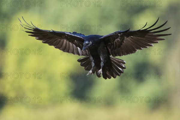 Kurz vor der Landung... Kolkrabe *Corvus corax*