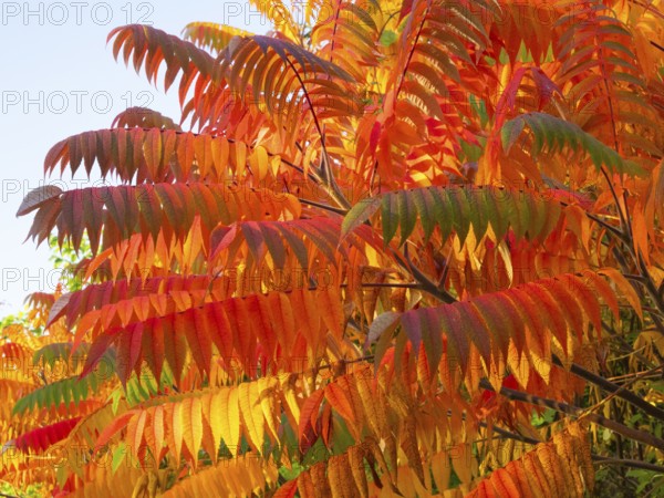 Stag's horn sumach (Rhus typhina), leaves in autumn colour, Hessen, Germany