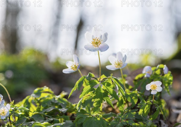 Wood anemone (Anemonoides nemorosa) (Syn.: Anemone nemorosa) blooming white in the forest, green leaves, blurred background, spring flowers, sunlight, backlight, close-up, macro shot, mixed forest at the Rote Schleuse, Lüneburg, Lower Saxony, Germany