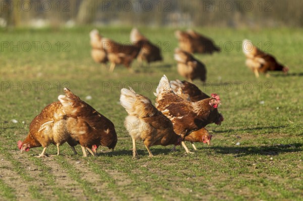 Group of chickens foraging in a meadow, domestic fowl, Rhineland-Palatinate, Germany