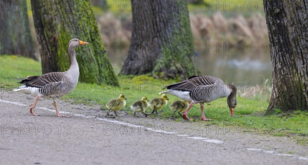 Greylag geese (Anser anser) with chicks, Germany