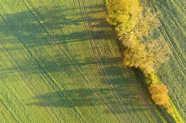 Aerial view of a row of trees with autumn leaves casting shadows on path and field, Käbschütztal, Saxony, Germany
