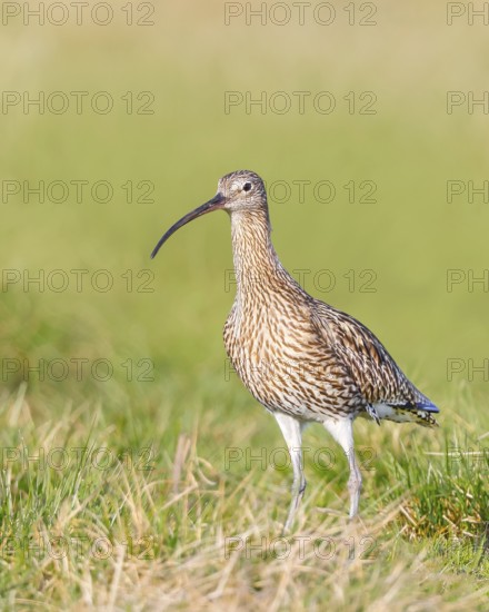 Eurasian curlew (Numenius arquata) standing in a meadow, Wildlife, Animals, Birds, Snipe family (Scolopacidae) .wader Ochsenmoor at Lake Dümmer, Hüde, Lower Saxony, Germany